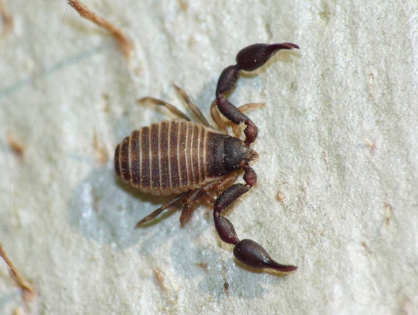 Pseudoscorpiones da Ostia (RM): Cheliferidae